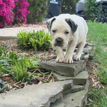 Mastiff Dogs Available for Adoption in Manchester, Pennsylvania - Frederick Minion