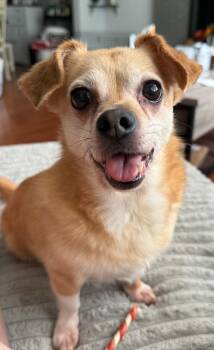 Suzie & Blanca -  Chihuahua and Dachshund Dog for Adoption in Catasauqua, Pennsylvania - Suzie & Blanca | PetCurious