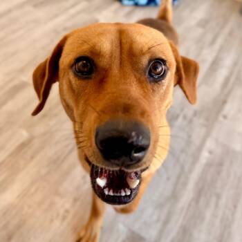 Labrador Retriever and Shepherd Dogs Available for Adoption in Green Bay, Wisconsin - Logan | PetCurious