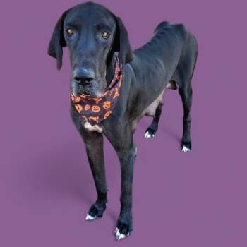 Rescue Great Dane Dogs for Adoption in Thousand Oaks, California - Bella - URGENT!! | PetCurious