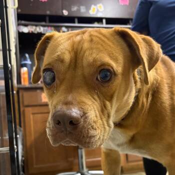 Sweetie Belle -  Mixed Breed Dog for Adoption in Summerville, South Carolina - Sweetie Belle | PetCurious