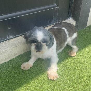 Callie Cakes 9717 -  Shih Tzu Dog for Adoption in Loxahatchee Groves, Florida - Callie Cakes 9717 | PetCurious