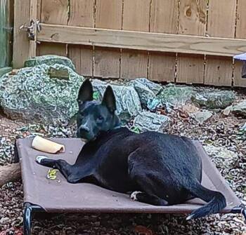 Rescue Labrador Retriever and German Shepherd Dog Dogs for Adoption in Lawrenceville, Georgia - Harley | PetCurious