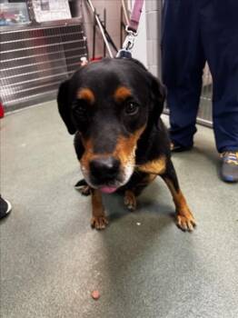 Rottweiler and Mixed Breed Dogs Available for Adoption in Santa Fe, New Mexico - AZIEL | PetCurious