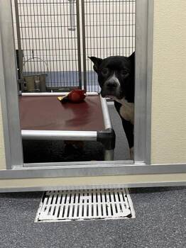 Rescue Pit Bull Terrier and Mixed Breed Dogs for Adoption in Louisville, Kentucky - A788509 | PetCurious