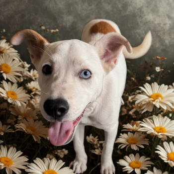 Rescue Mixed Breed Dogs for Adoption in Chattanooga, Tennessee - Little Lady | PetCurious