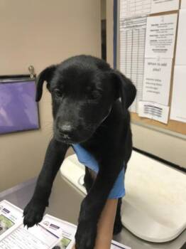Rescue Catahoula Leopard Dog and Mixed Breed Dogs for Adoption in Conroe, Texas - A416416 | PetCurious