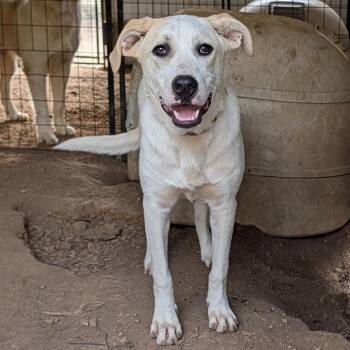 Scout -  Labrador Retriever and Australian Shepherd Dog for Adoption in Tishomingo, Oklahoma - Scout | PetCurious
