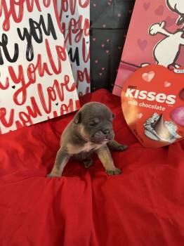 English Bulldog Dogs Available for Sale - Halo | PetCurious