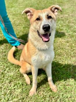 CANYON -  Anatolian Shepherd and Mixed Breed Dog for Adoption in York, South Carolina - CANYON | PetCurious