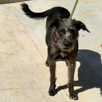 Gladys -  Terrier and Mixed Breed Dog for Adoption in Denison, Texas - Gladys | PetCurious