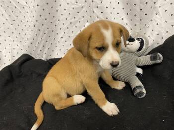 Australian Shepherd and Mixed Breed Dogs Available for Adoption in Modesto, California - CAMILLA | PetCurious