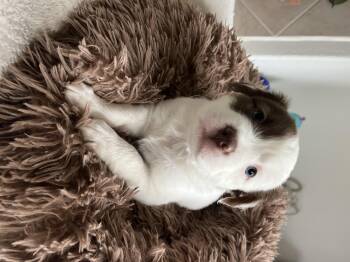 Australian Cattle Dog Blue Heeler and Pit Bull Terrier Dogs Available for Adoption - Summer | PetCurious