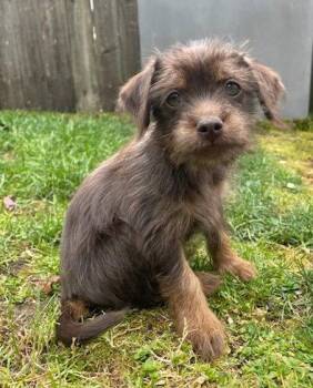 Yorkshire Terrier and Chihuahua Dogs Available for Adoption - Mochi | PetCurious