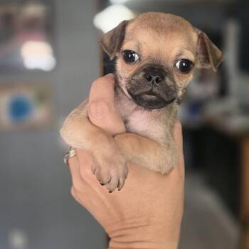 Trombone -  Pug and Mixed Breed Dog for Adoption in Portland, Oregon - Trombone | PetCurious