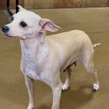 Callie (Dallas) -  Chihuahua Dog for Adoption in Houston, Texas - Callie (Dallas) | PetCurious