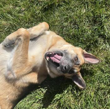 German Shepherd Dog Dogs Available for Adoption - Charlie | PetCurious