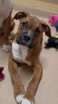 Boxer Dogs Available for Adoption - Alvarez | PetCurious