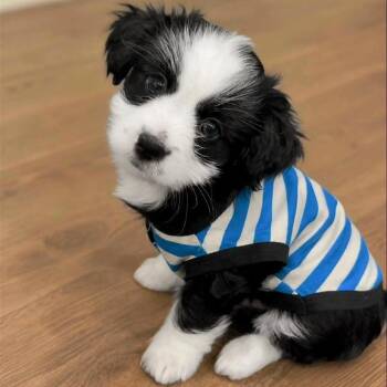 Jefferson -  Shih Tzu Dog for Adoption in Tampa, Florida - Jefferson | PetCurious