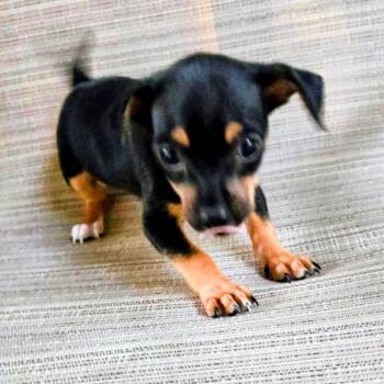 Moxie -  Miniature Pinscher and Chihuahua Dog for Adoption in Boerne, Texas - Moxie | PetCurious