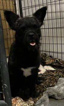 Rescue Brussels Griffon and Mixed Breed Dogs for Adoption in Pahrump, Nevada - Pepper | PetCurious