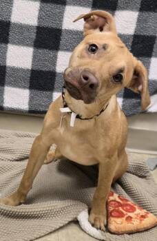Cinnamon -  Mixed Breed Dog for Adoption in Hamilton, Ohio - Cinnamon | PetCurious