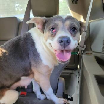 Rescue Mixed Breed Dogs for Adoption in Quincy, Florida - Ladybug | PetCurious