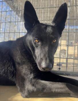 Rescue German Shepherd Dog Dogs for Adoption in Littlerock, California - Hunter | PetCurious