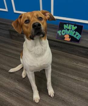 MOSSEMER -  Mixed Breed Dog for Adoption in Jacksonville, Florida - MOSSEMER | PetCurious