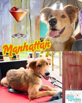 Manhattan -  Collie and Shepherd Dog for Adoption in New Bothwell, Manitoba - Manhattan | PetCurious