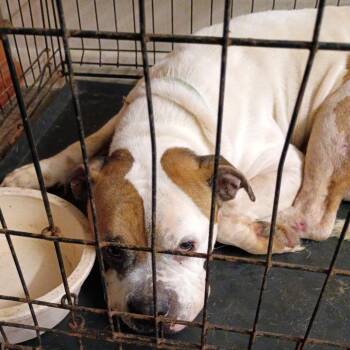 Baxter -  Mixed Breed Dog for Adoption in Huntington, West Virginia - Baxter | PetCurious
