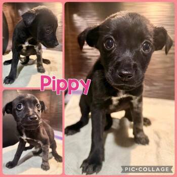 Chihuahua and Mixed Breed Dogs Available for Adoption - Pippy | PetCurious