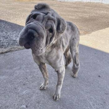 Moira D11523 -  Shar Pei Dog for Adoption - Moira D11523 | PetCurious