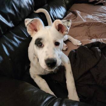 Rescue Mixed Breed Dogs for Adoption in Moab, Utah - Parker | PetCurious