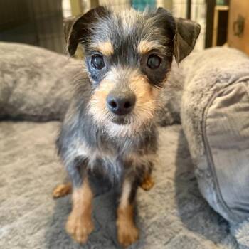 Yorkshire Terrier Dogs Available for Adoption - Betty | PetCurious