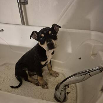 Mixed Breed Dogs Available for Adoption - Cydney | PetCurious