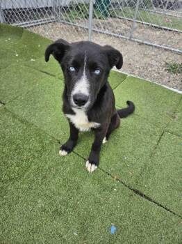 Topaz -  Shepherd and Mixed Breed Dog for Adoption in Calgary, Alberta - Topaz | PetCurious