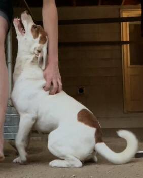 Rescue Australian Cattle Dog Blue Heeler and Jack Russell Terrier Dogs for Adoption in Hemet, California - Rascal | PetCurious