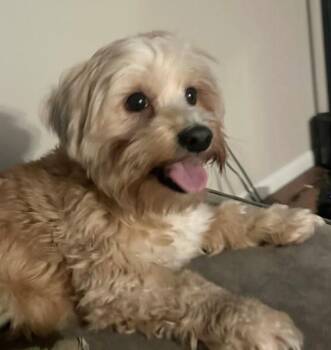 Yorkshire Terrier Dogs Available for Adoption - Happy Dog | PetCurious