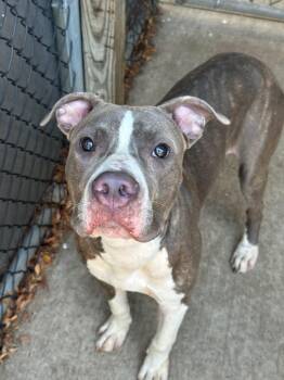 Lunchbox -  Pit Bull Terrier Dog for Adoption in Chicago, Illinois - Lunchbox | PetCurious