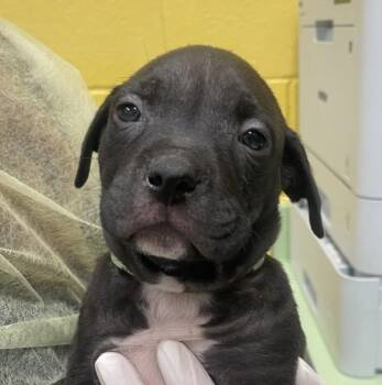 Pit Bull Terrier Dogs Available for Adoption - Doodah | PetCurious