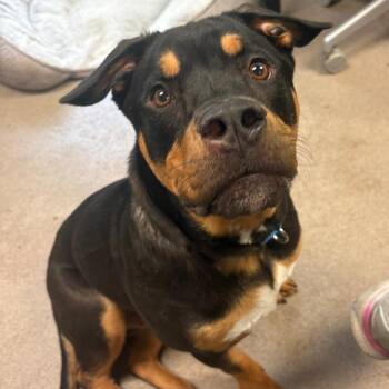 Rottweiler and Mixed Breed Dogs Available for Adoption - Massimo | PetCurious