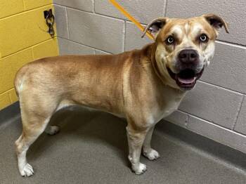 Labrador Retriever and Pit Bull Terrier Dogs Available for Adoption in Colorado Springs, Colorado - BRECKENRIDGE | PetCurious