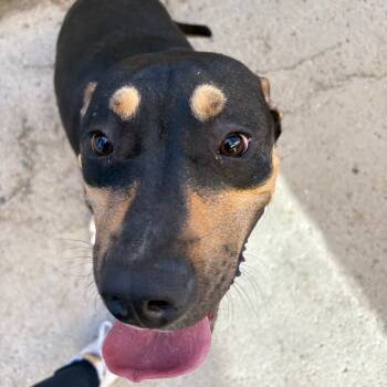 Rescue American Staffordshire Terrier Dogs for Adoption in Grand Junction, Colorado - Maze | PetCurious