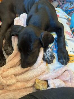 Rescue German Shorthaired Pointer Dogs for Adoption in Plano, Texas - Jake | PetCurious