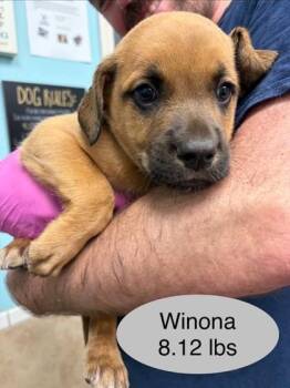 Saint Bernard and Mixed Breed Dogs Available for Adoption in Kansas City, Missouri - Winona | PetCurious