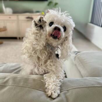 MOLLY -  Miniature Poodle Dog for Adoption in Marana, Arizona - MOLLY | PetCurious