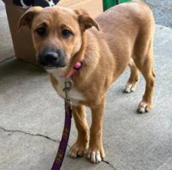 Molly -  Shepherd and Boxer Dog for Adoption in Mocksville, North Carolina - Molly | PetCurious