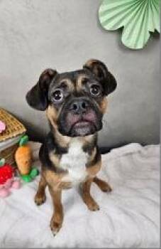 Pug Dogs Available for Adoption in Portland, Maine - Milo | PetCurious