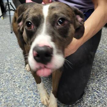 Shepherd Dogs Available for Adoption in Washington, District Of Columbia - Boba | PetCurious